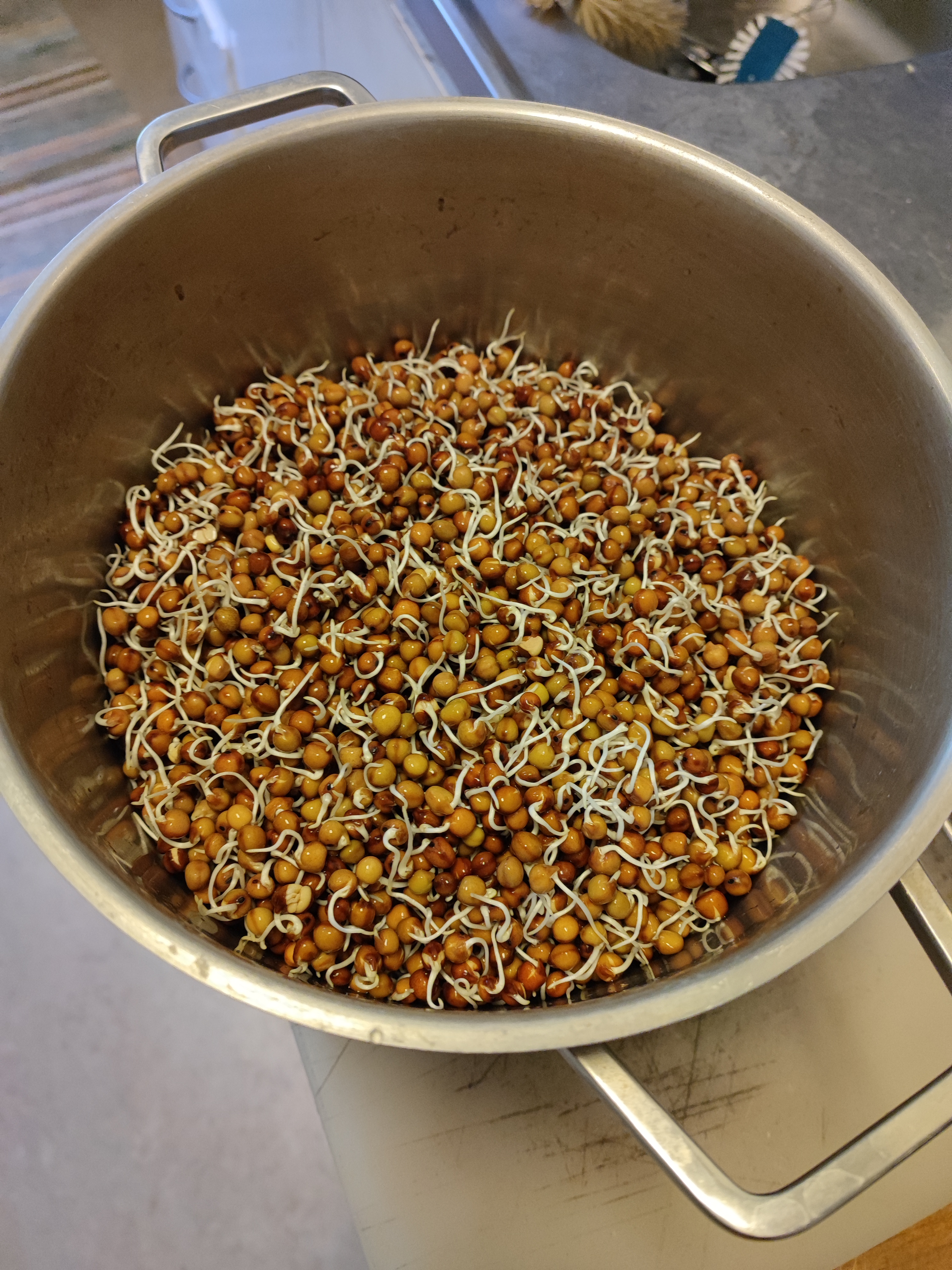 Sprouted